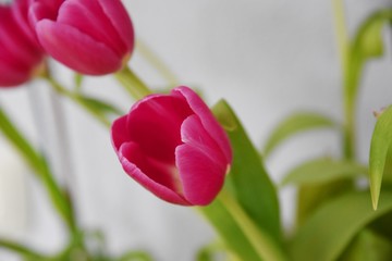 Tulpen Nahaufnahme - Magenta