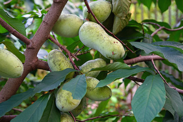 Fruit of the common pawpaw (asimina triloba) growing on a tree 