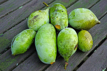 Ripe fruit of the common pawpaw (asimina triloba) 