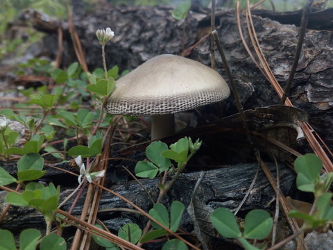 hongos del bosque