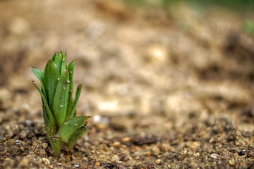 Green sprout growing out from soil