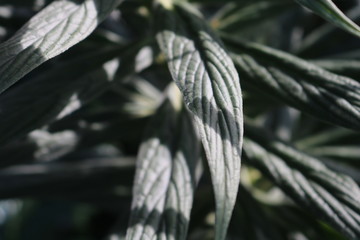 Green Leafy Shrub Close-up