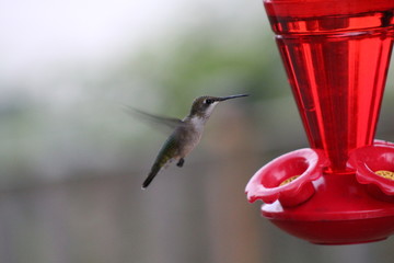 hummingbird on a feeder