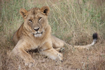 Fototapeta na wymiar Female lion in Nairobi National Park