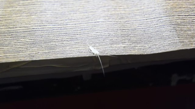 Insect feeding on paper - silverfish, thermobia. Pest books and newspapers.