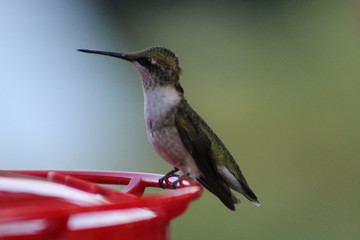 hummingbird