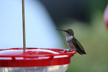 hummingbird on a feeder