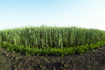 Field of green wheat and the fertility of the earth ecology. The concept of agricultural growth.