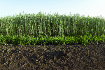 Field of green wheat and the fertility of the earth ecology. The concept of agricultural growth.