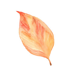 watercolor illustration of beautiful autumn leaves - 223646728