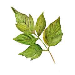 watercolor illustration of beautiful green leaves - 223646737