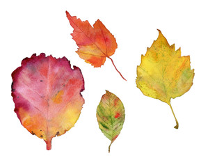 watercolor illustration of beautiful autumn leaves - 223646745