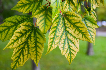 Leaves