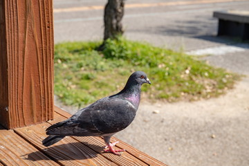 A dove on the wood deck