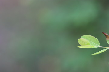 blur focus of plant use for background