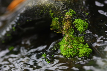 moss on the rock in water
