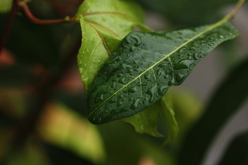 rain drop on the plant