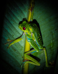 Rotaugenlaubfrosch