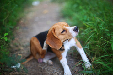 Naklejka na ściany i meble Beagle dog scratching body on green grass outdoor.