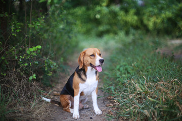 Portrait of beagle dog sitting on the ground outdoor.