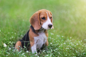Beagle dog sitting on the wild flower field.