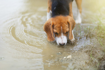 Playful beagle dog playing in dirty water.