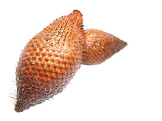 Top view of fresh Salacca fruit isolated on white background (Salak fruit, Salacca wallichiana), Two
