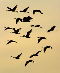 Bando de aves ao por de sol