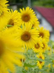 ヒマワリと赤い屋根