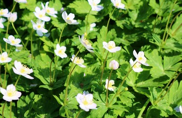 二輪草　野木神社