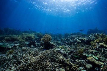 Light rays falling on the reef 