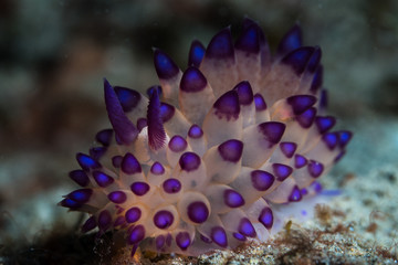 Pale Janolus savinkini Nudibranch