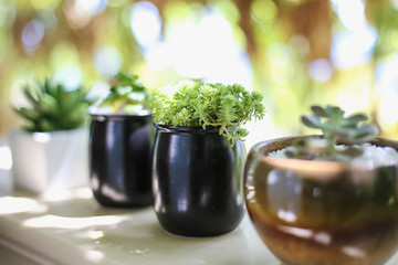 Closeup Succulent Plants