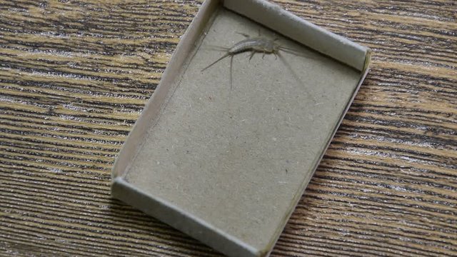 Insect feeding on paper - silverfish. Pest books and newspapers. Lepismatidae, Thermobia domestica.