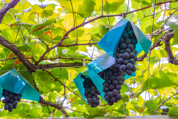 山梨県勝沼ぶどう郷のぶどう棚