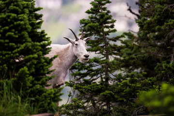 Mountain Goat peeking from behind trees
