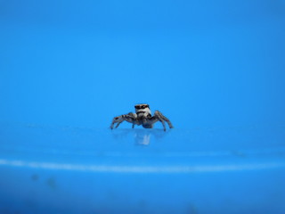 Small spider