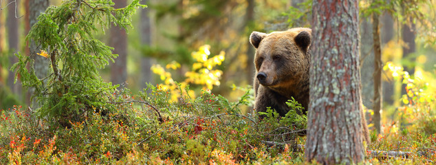 Brown bear head in a forest
