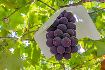山梨県勝沼ぶどう郷のぶどう棚