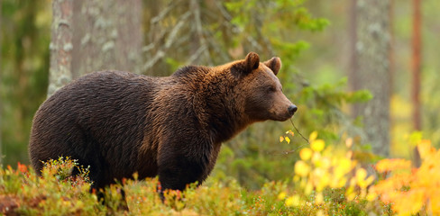 Side view of a brown bear in a forest - obrazy, fototapety, plakaty