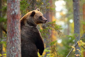 Big brown bear standing in a forest © Antonioguillem