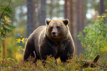 Big brown bear in a forest - obrazy, fototapety, plakaty