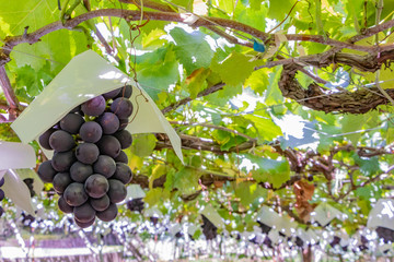 山梨県勝沼ぶどう郷　ぶどう棚