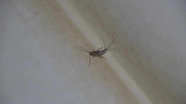 Insect feeding on paper - silverfish. Pest books and newspapers. Lepismatidae, Thermobia domestica.