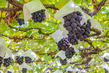 山梨県勝沼ぶどう郷のぶどう棚