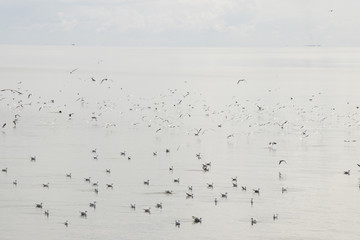 Seagulls are resting after the fishing boat left