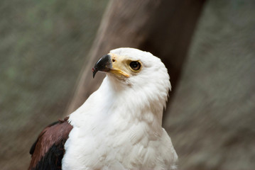 Feasting Eagle