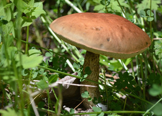 Mushroom in green grass