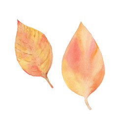 watercolor illustration of beautiful autumn leaves   - 223656590