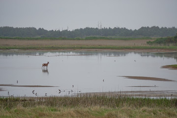 Naklejka premium Chincoteague Island, Virginia, USA: An elk (Cervus canadensis), walks across Black Duck Pool in the Chincoteague National Wildlife Refuge.